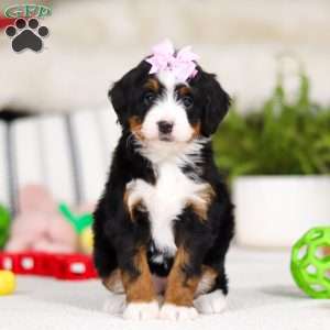 Paris, Mini Bernedoodle Puppy
