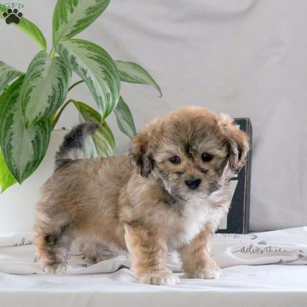 Parker, Teddy Bear Puppy