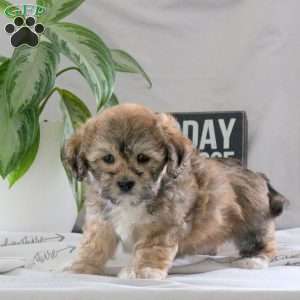 Parker, Teddy Bear Puppy