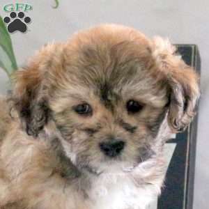 Parker, Teddy Bear Puppy