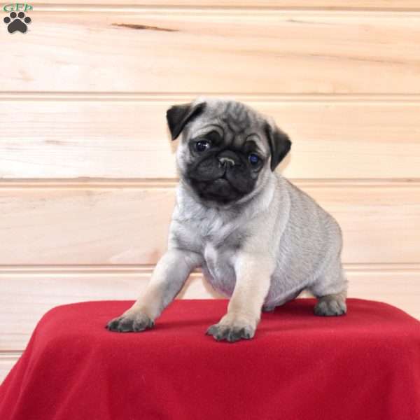 Parker, Pug Puppy
