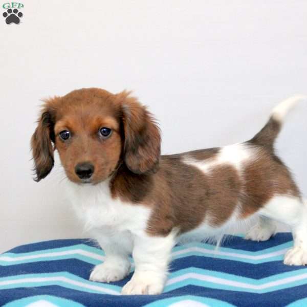 Parker, Dachshund Puppy