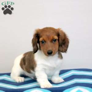 Parker, Dachshund Puppy