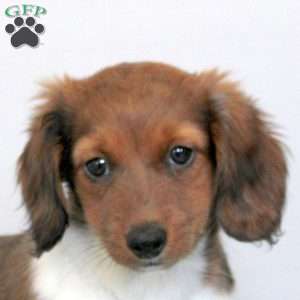 Parker, Dachshund Puppy