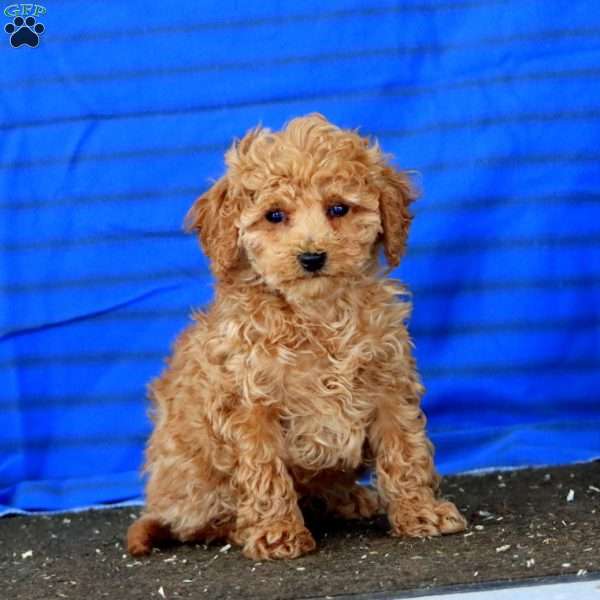 Parker, Mini Goldendoodle Puppy