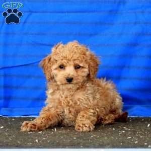Parker, Mini Goldendoodle Puppy