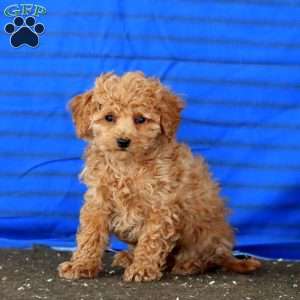 Parker, Mini Goldendoodle Puppy