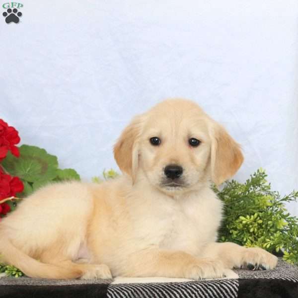 Patches, Golden Retriever Puppy