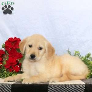 Patches, Golden Retriever Puppy