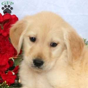 Patches, Golden Retriever Puppy