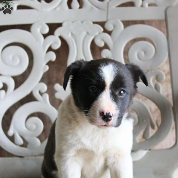 Patches, Border Collie Mix Puppy