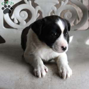 Patches, Border Collie Mix Puppy
