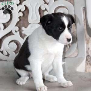 Patches, Border Collie Mix Puppy