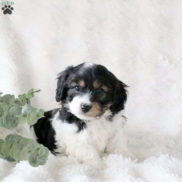 Patrick, Cavachon Puppy
