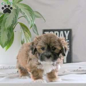 Patrick, Teddy Bear Puppy