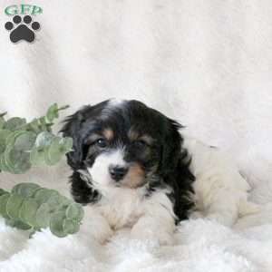 Patrick, Cavachon Puppy