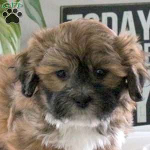 Patrick, Teddy Bear Puppy