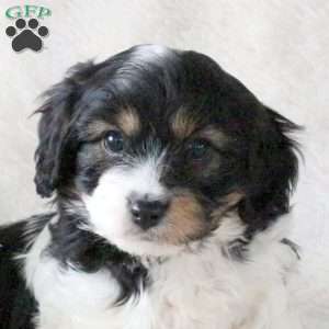 Patrick, Cavachon Puppy