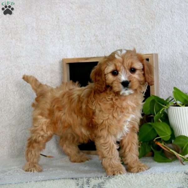 Patrick, Cavapoo Puppy