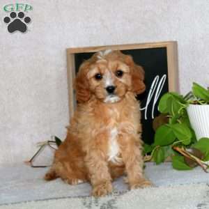 Patrick, Cavapoo Puppy