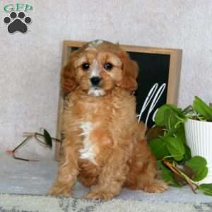 Patrick, Cavapoo Puppy
