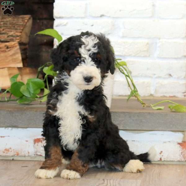 Pax, Mini Bernedoodle Puppy