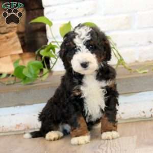 Pax, Mini Bernedoodle Puppy