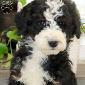 Pax, Mini Bernedoodle Puppy