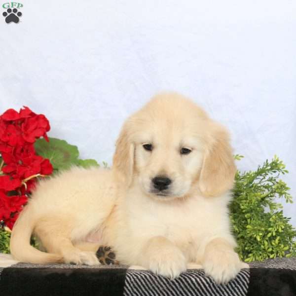 Paxton, Golden Retriever Puppy