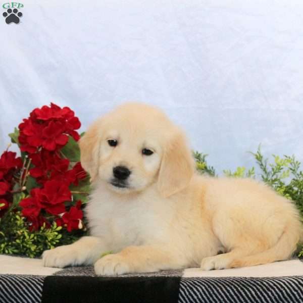 Peanut, Golden Retriever Puppy