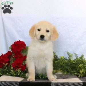 Peanut, Golden Retriever Puppy
