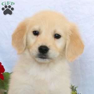 Peanut, Golden Retriever Puppy
