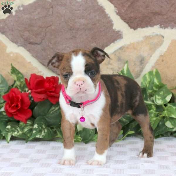 Pearl, Boston Terrier Puppy