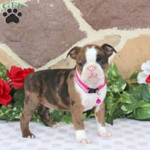 Pearl, Boston Terrier Puppy