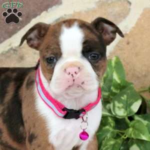 Pearl, Boston Terrier Puppy