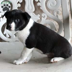 Pearl, Border Collie Mix Puppy