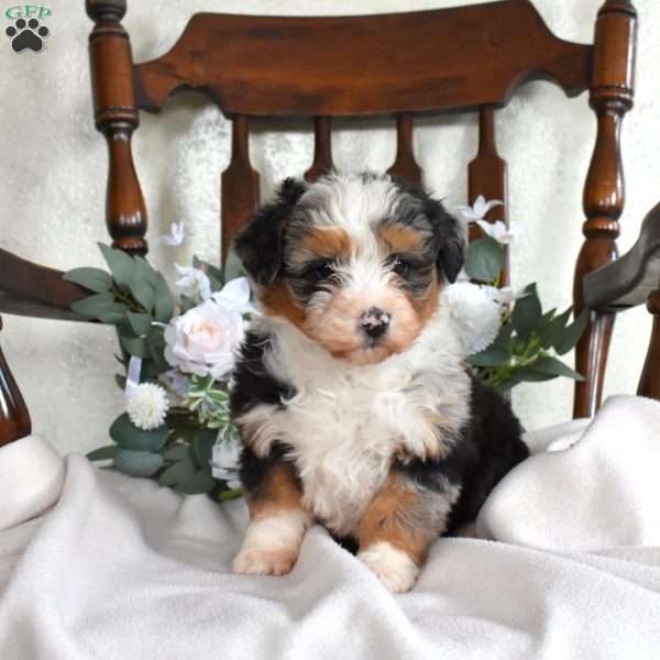 Pebbles, Mini Bernedoodle Puppy