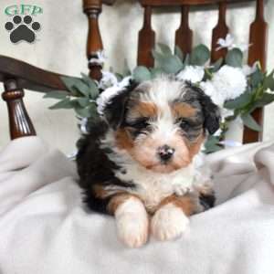 Pebbles, Mini Bernedoodle Puppy