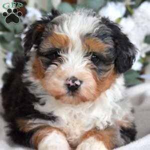 Pebbles, Mini Bernedoodle Puppy