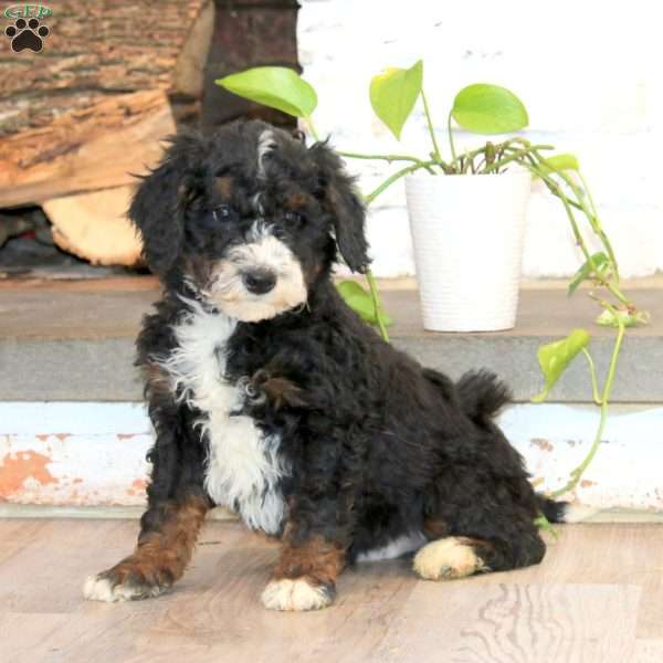 Pedro, Mini Bernedoodle Puppy