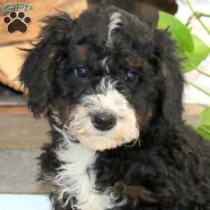 Pedro, Mini Bernedoodle Puppy