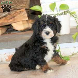 Pedro, Mini Bernedoodle Puppy