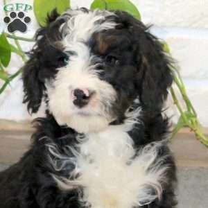 Peggy, Mini Bernedoodle Puppy