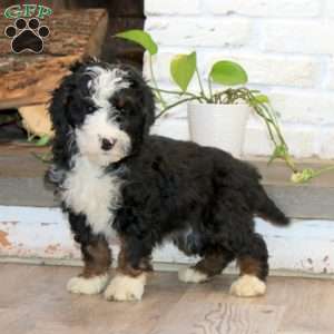 Peggy, Mini Bernedoodle Puppy