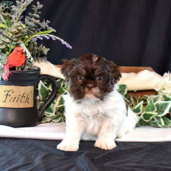 Penelope, Shih Tzu Puppy