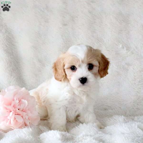 Penny, Cavachon Puppy