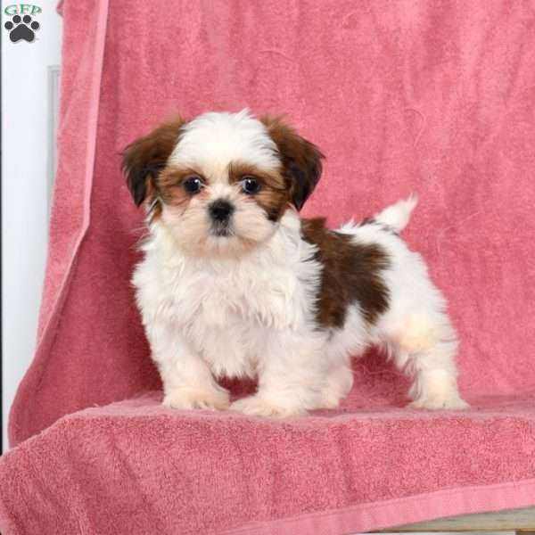 Penny, Shih Tzu Puppy
