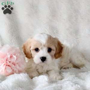 Penny, Cavachon Puppy