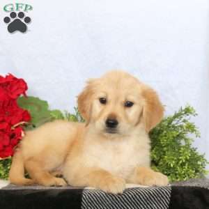 Penny, Golden Retriever Puppy