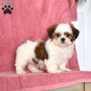 Penny, Shih Tzu Puppy